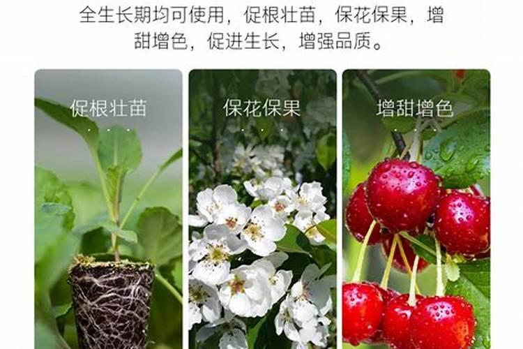 银瓜花属于单性花,花冠大而鲜艳,具有香气,它的传粉方式为( )A.自花...