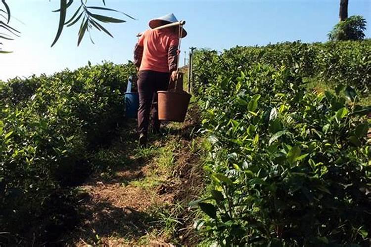 茶树需要上什么肥料