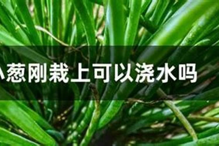 小葱追肥用什么化肥