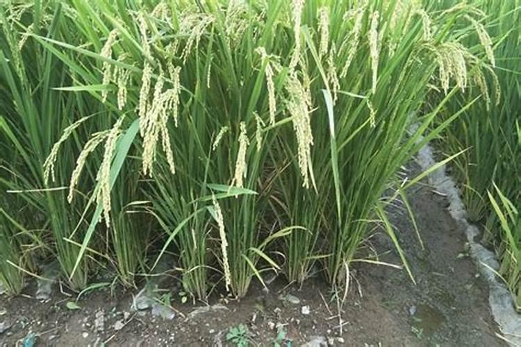 油菜冬天怎么种植 油菜冬天如何种植