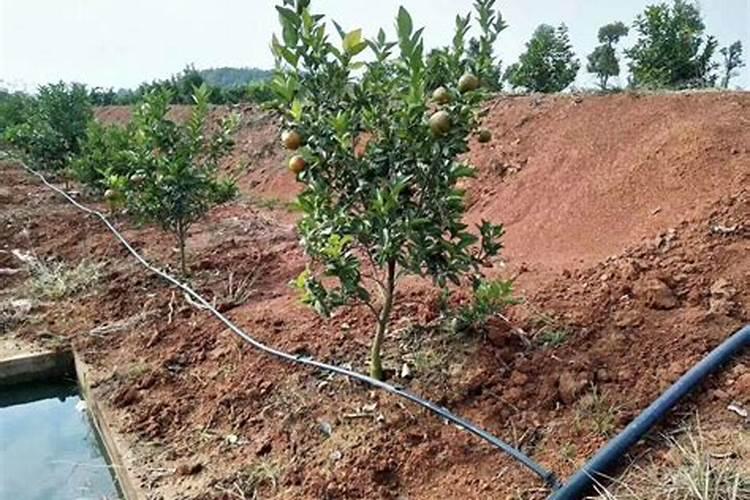 果树结果期用哪种水溶肥效果好？果树膨大期施肥怎么施？