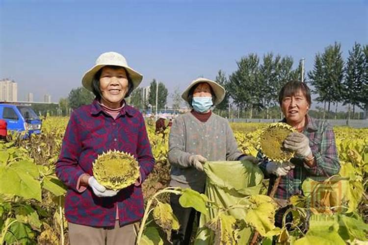 种油葵用什么肥料好,什么时间种