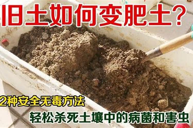 生菜怕不怕霜打