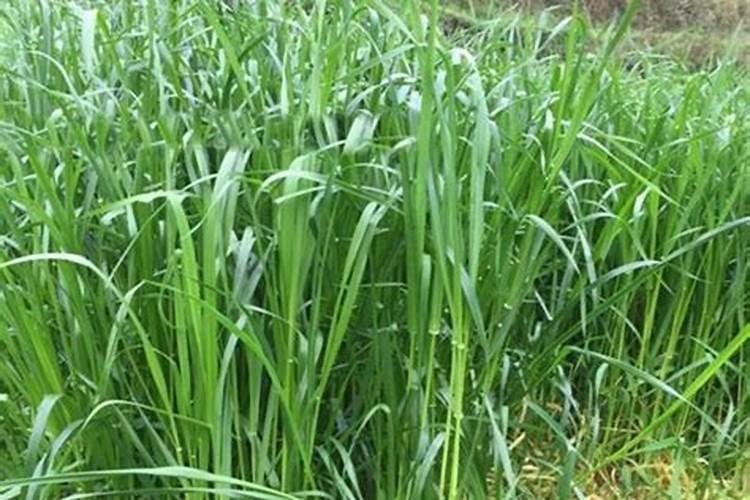 钙美磷肥可以给花生,辣椒施肥吗