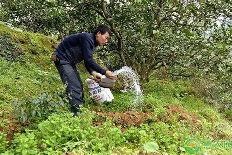 长寿花树桩如何养护恢复疯长新芽