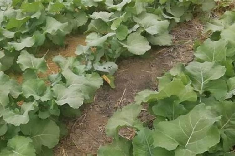 9月柑橘幼树成年树管理要点 种植注意事项总结