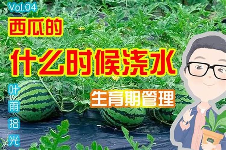 当推荐你用水溶肥时,你该选择液体肥还是颗粒肥呢？