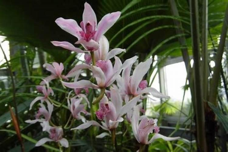 兰花什么时候施肥最好,兰花施肥用什么肥最好(氮磷钾肥)