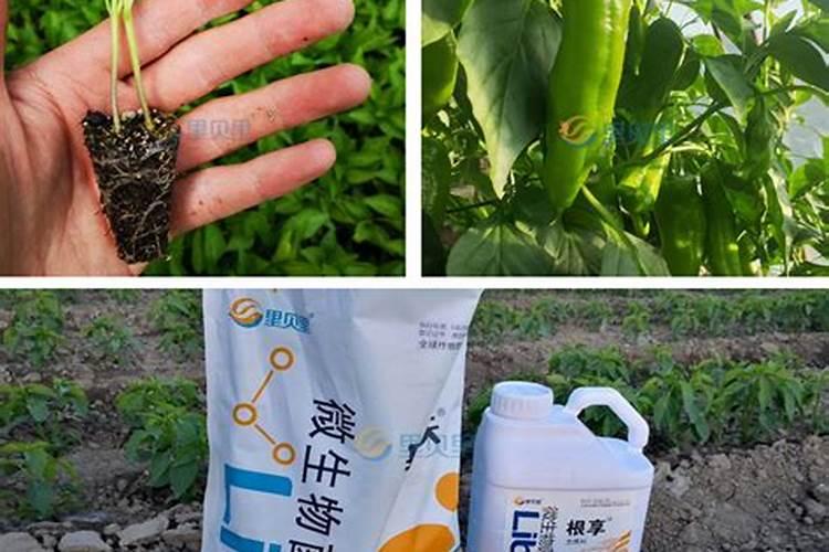 水溶肥哪个厂家好