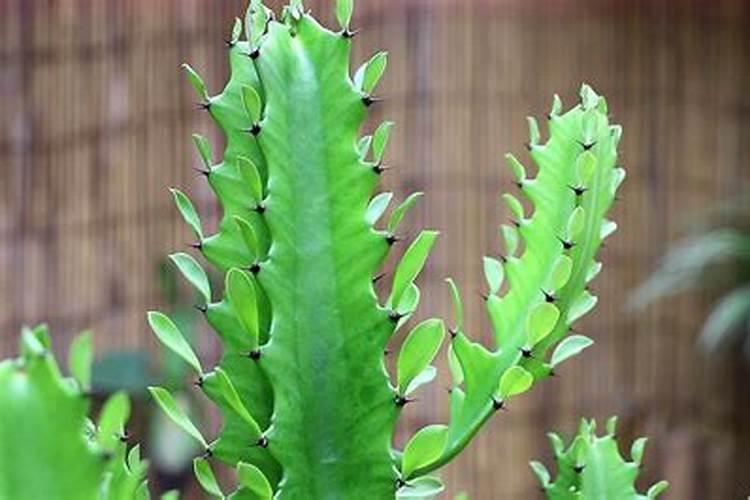 龙骨花施什么肥 龙骨花施哪些肥