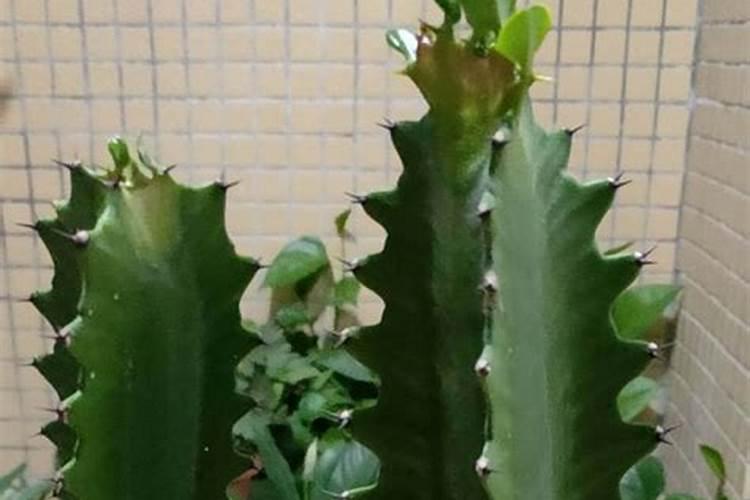龙骨花生长各阶段应该施什么肥？