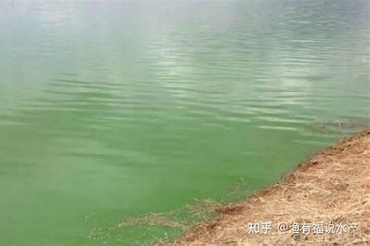 分析爆发蓝藻的原因蓝藻爆发的成因