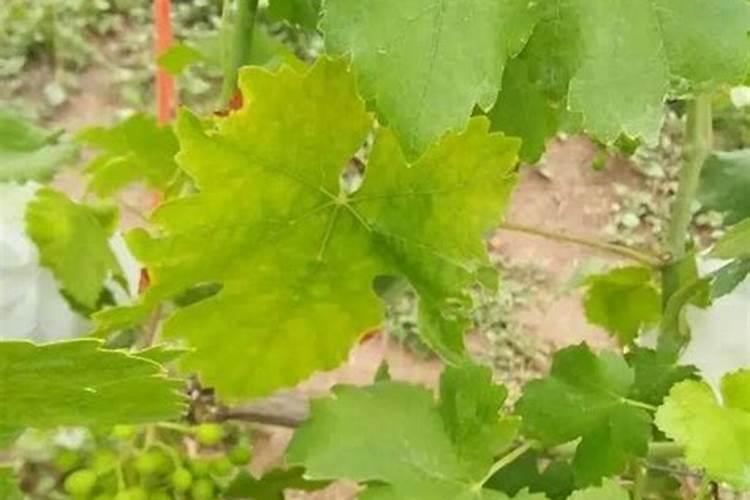 葡萄用肥时间和什么肥