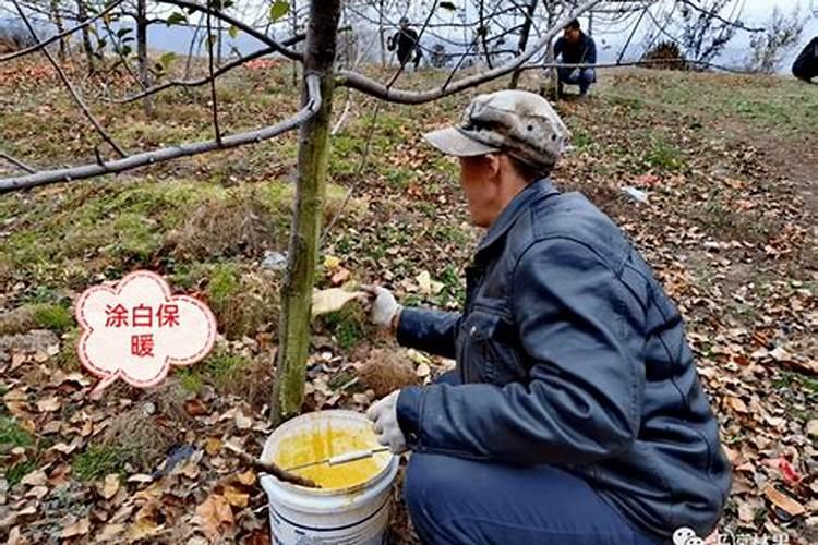 四季海棠最好的肥料是什么怎么施？