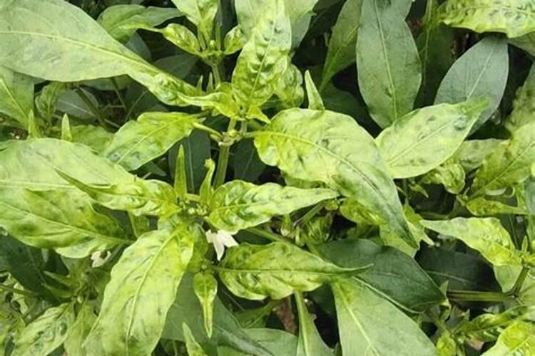大棚蔬菜施肥一定要注意什么？