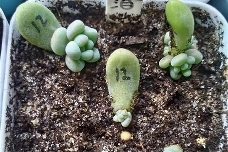叶面肥什么时候打效果好 叶面肥喷施注意事项