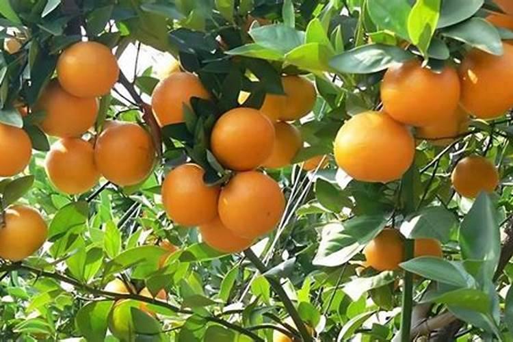 贡柑的种植技巧 贡柑养殖需要注意什么