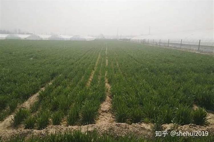 小麦什么时候喷芸苔素 如何喷施效果好