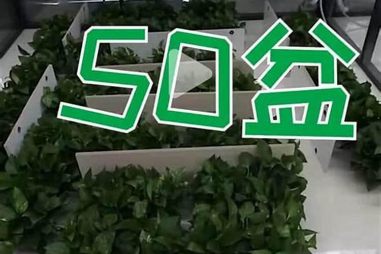 蓝莓怎么养殖一年开花就结果