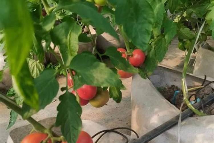 请问草莓膨果期冲什么化肥好？