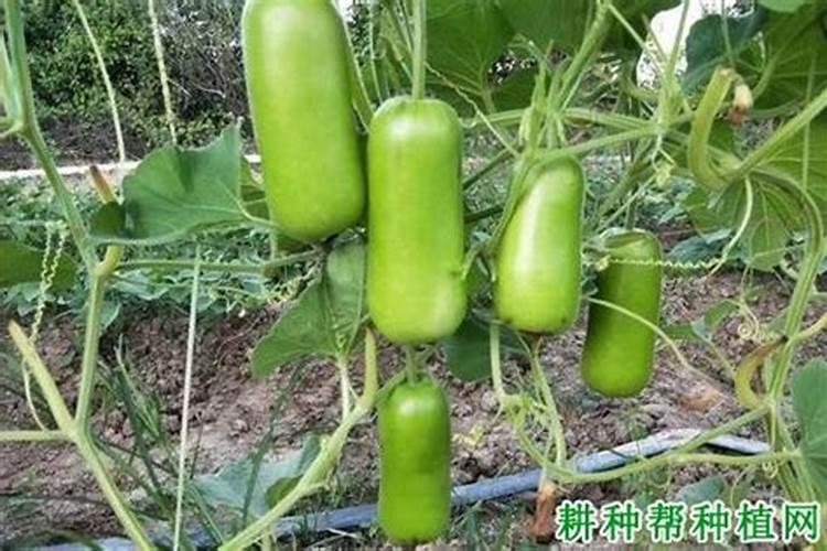 瓠瓜对硼肥的要求高么