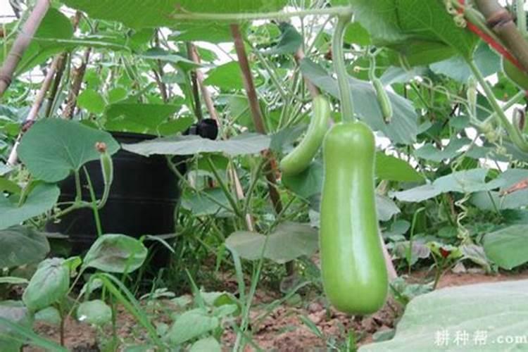 芋头专用肥料,可以用氯化钾肥料吗