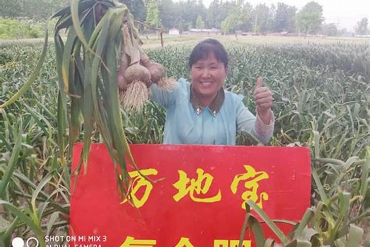 种大蒜用什么肥料做底肥最好？