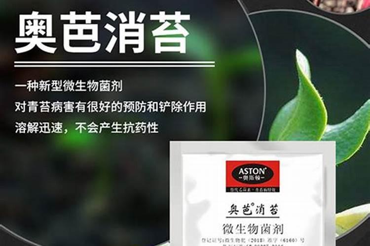 北方盆栽兰花(北方盆栽兰花,如何在家打造一片幽香天地)