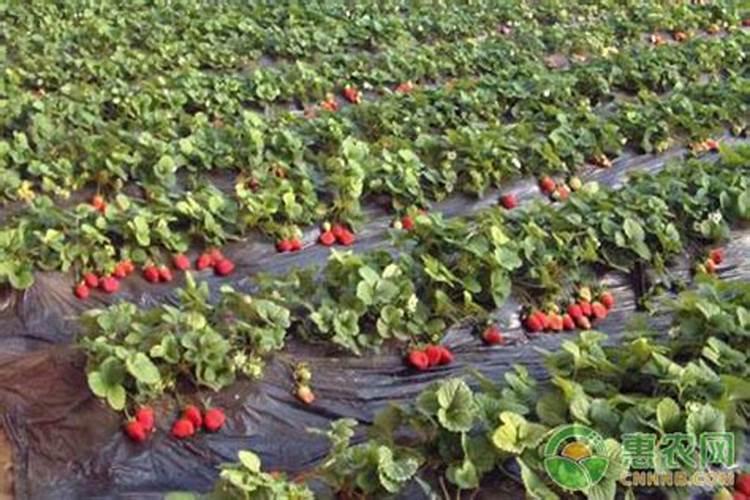 草莓追肥用什么肥料最好