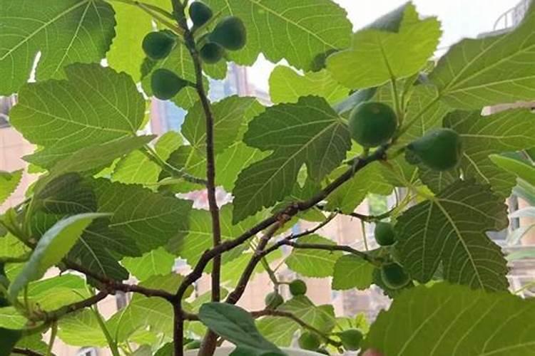 为了让果树的果子又大又甜,应该用什么肥料？