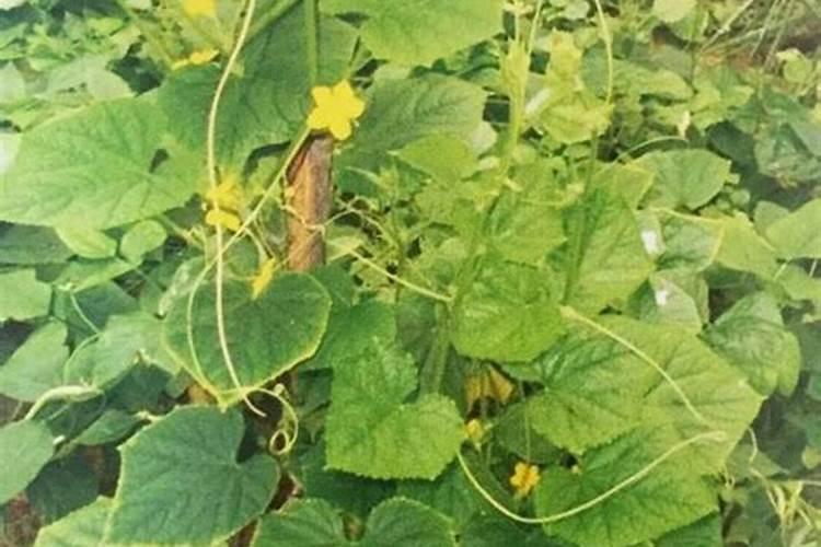 黄瓜缺氮肥是什么症状 防治方法有哪些