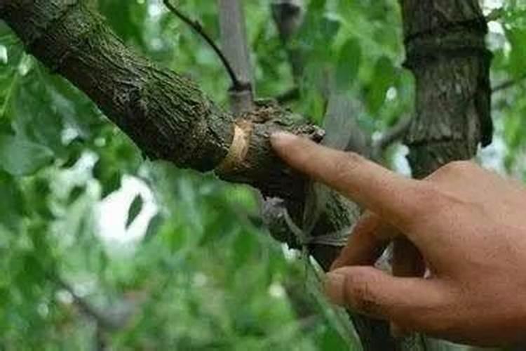 冬枣什么时间打赤霉酸和开甲