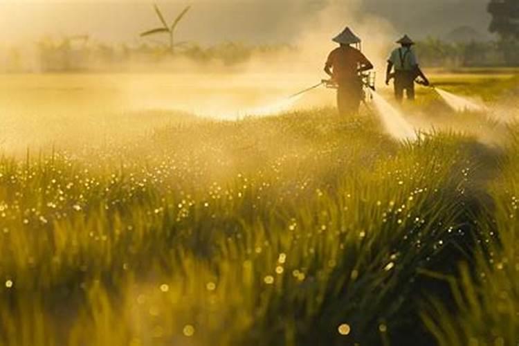 莴笋喷磷酸二氢钾叶面肥有什么效果