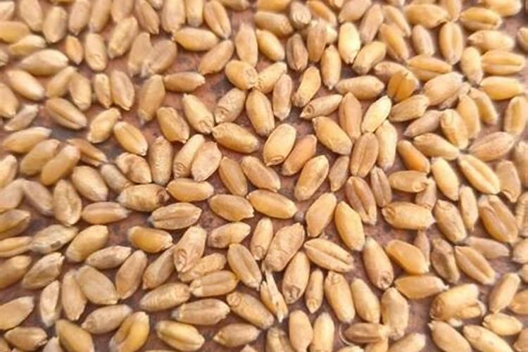 小麦打什么叶面肥高产