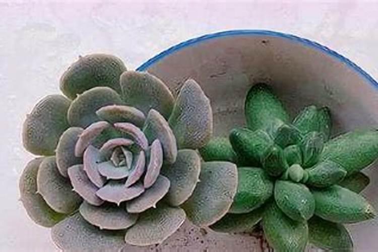 种草莓用什么肥料好 种草莓应该用什么肥料