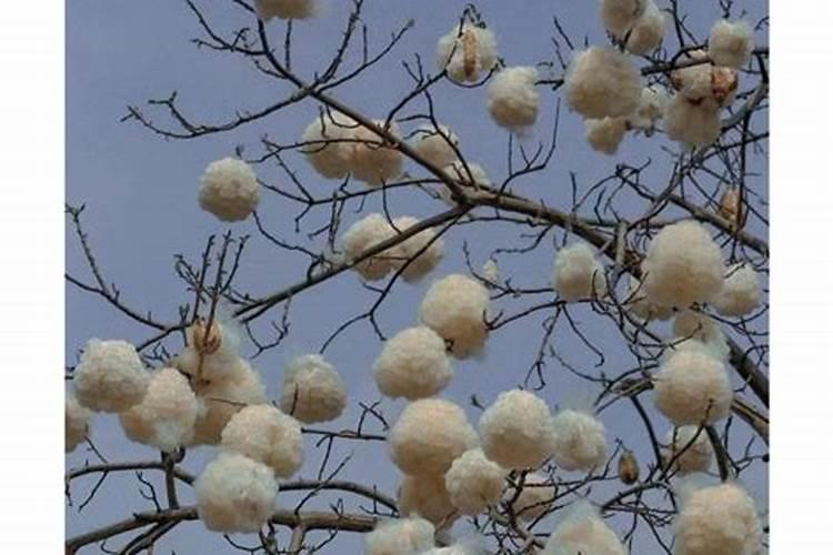 农业刚出来一个月的棉花苗被冰雹冻死后怎么赔
