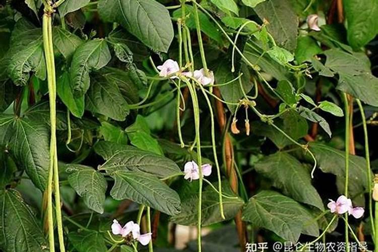 长豆角结果冲施什么肥？长豆角怎么种植产量高？