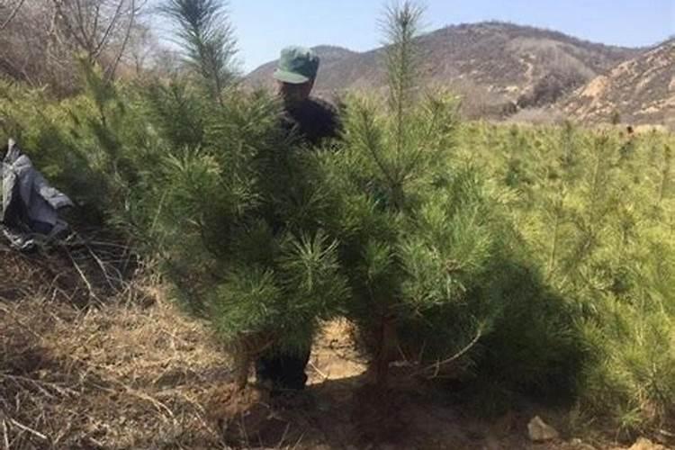 地里种植小松树可以喷施锄草剂吗？