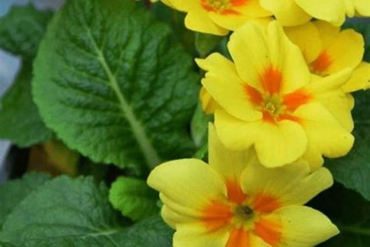 开花植物如何过冬？