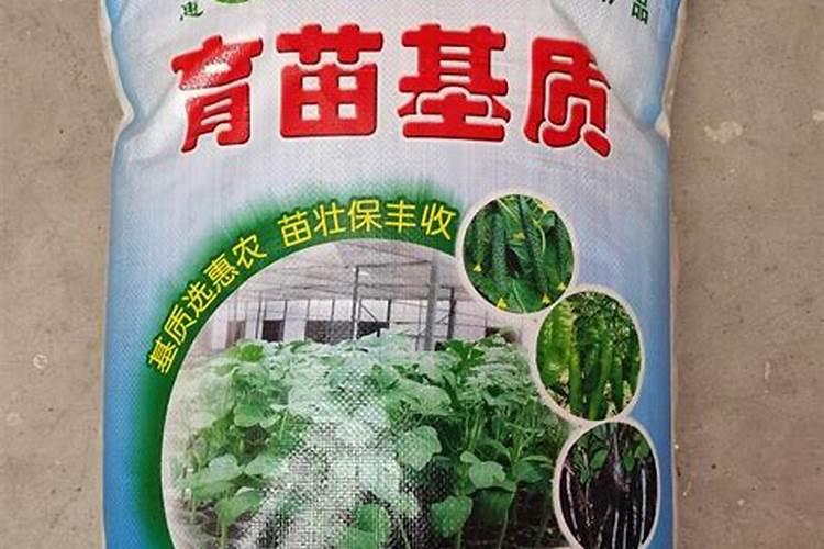 香椿种子育苗