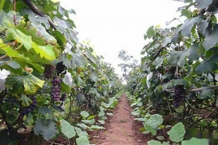 葡萄种植需要施什么肥料