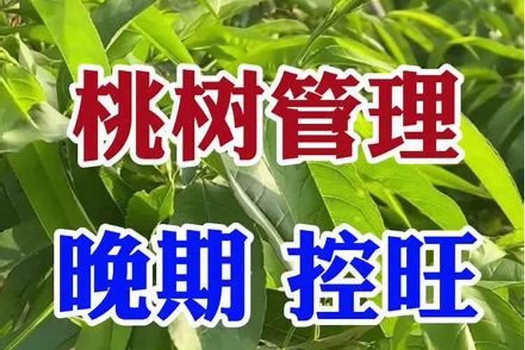栽植三年的桃树为何无花芽？桃树要怎么管理才能早结果？
