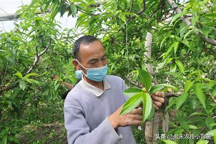 各位老师 桃树卸了桃以后应该打什么药