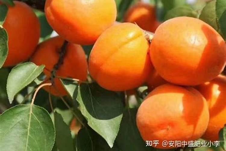 出现僵果是什么情况。