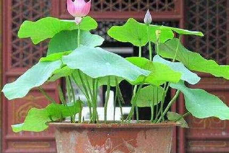 碗莲需要什么肥料最好