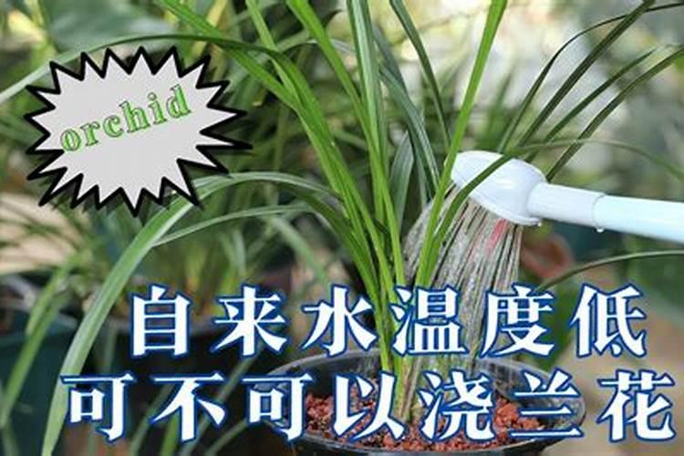 兰花养护最好的肥料
