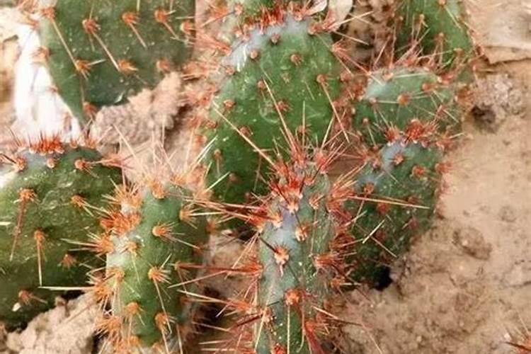 植物缺氮、缺磷、缺钾分别有什么害处？