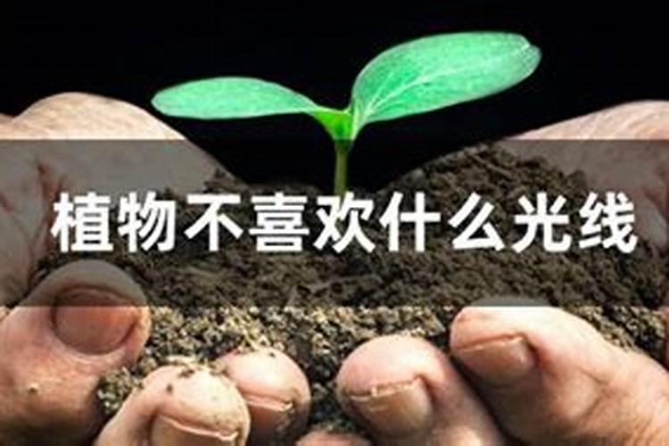 磷肥对植物有哪些影响 ？