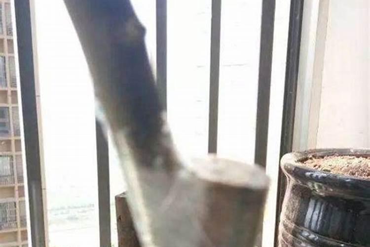 榆树下山桩出芽后能否喷些叶面肥