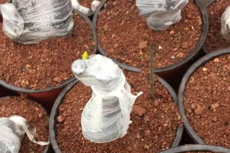 野生红花檵木下山桩已成活两年怎么嫁接？可不可以直接用桩上的芽...